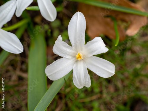 Chionodoxa luciliae, Glory of the Arch in the Snow or Lucile s Glory of the Snow, white flowers.