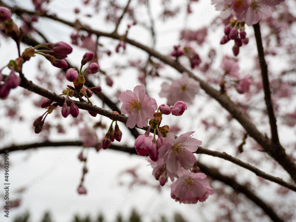Branch with Cherry Flowers close-up. Blossoming cherry tree. Cherry flowers. Branch with Cherry Flowers close-up. Blossoming cherry tree. Cherry flowers.