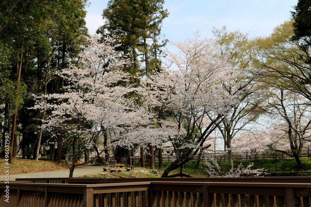 風情ある桜の花　春の日　癒しの風景