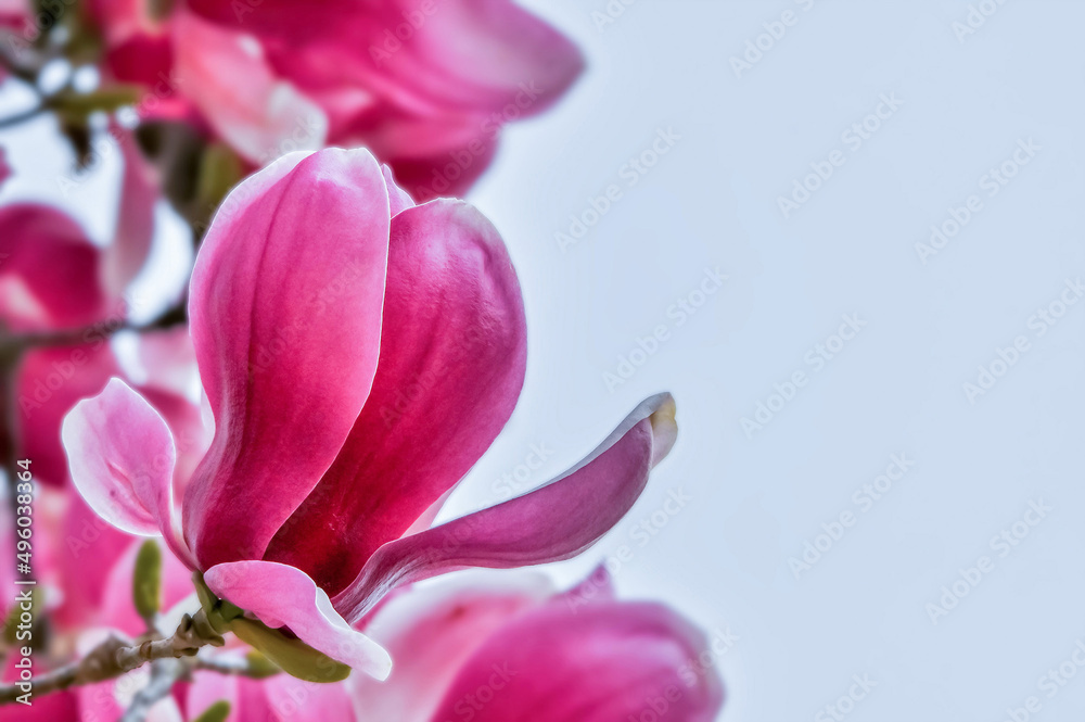 Obraz premium モクレンの花