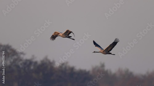 Common cranes in flight in super slowmotion photo