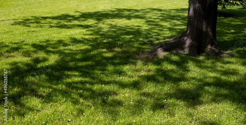 Beautiful green grassy area with shade trees in a park.