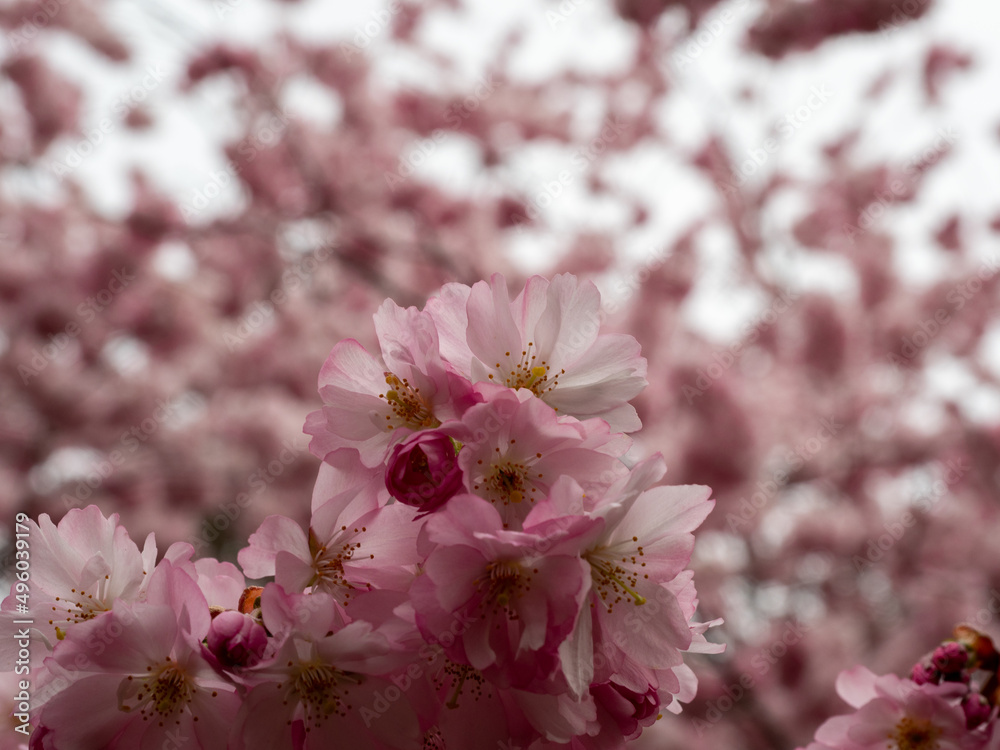 Branch with Cherry Flowers close-up. Blossoming cherry tree. Cherry flowers.