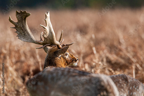 Fallow deer stag during the annual rut in London, UK 