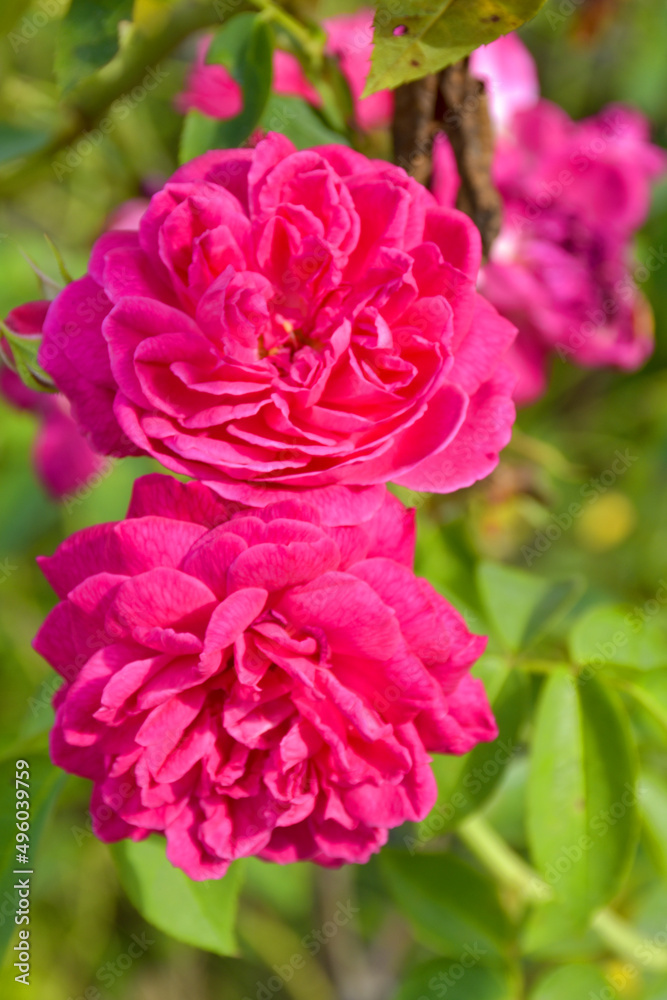 pink rose blooming bright soft blur in garden park pink rose blooming bright soft blur in garden park