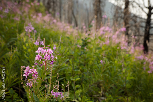 Beautiful lavender blossoms in a burnt mountain forest