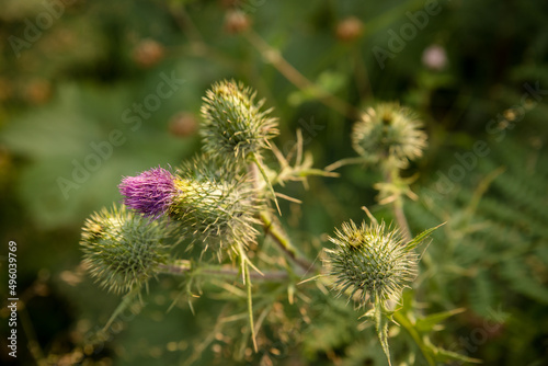 Close up of Canada thistle blossom 