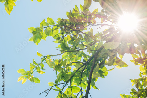 Rayos de sol atravesando hojas verdes de árbol de limones, con el cielo azul 