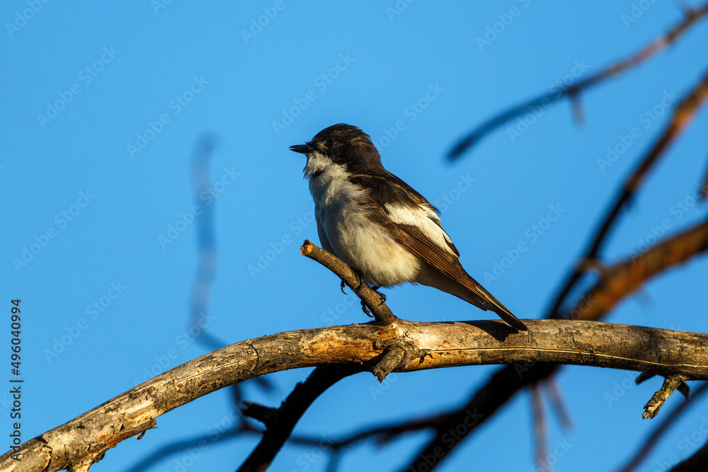 European pied flycatcher sitting on tree branch European pied flycatcher sitting on tree branch