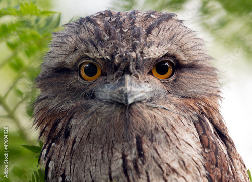 Australian tawny frogmouth adult staring at camera. 