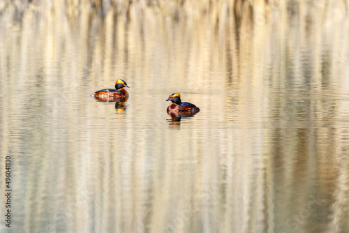 Colorful Horned grebes in a lake at summer