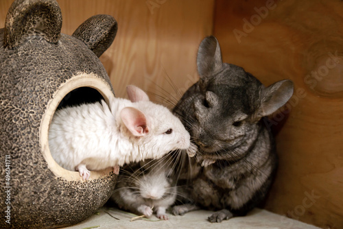  Mother gray chinchilla with two children, in the house