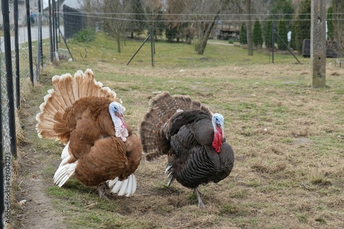 A pair of turkeys in the farm yard