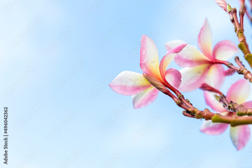 Plumeria flower over blurred sky background, nature background, tropical flower, selective focus