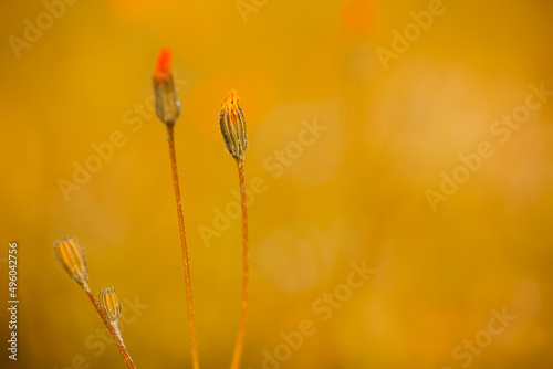 Selective focus of wild flower isolated on sunset or sunrise golden hours color tones background. Impressive background photo of an orange wild flower that has not yet bloomed. © CONQUEROR