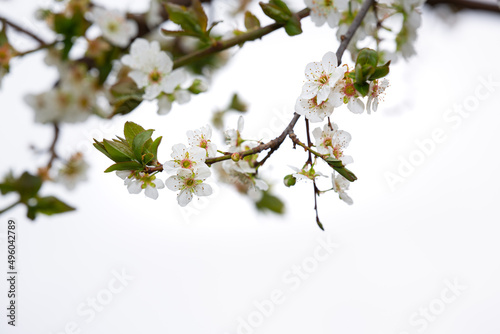 Selective focus of green plum fruit tree flowers on white isolated background. White flowers, harbinger of spring.