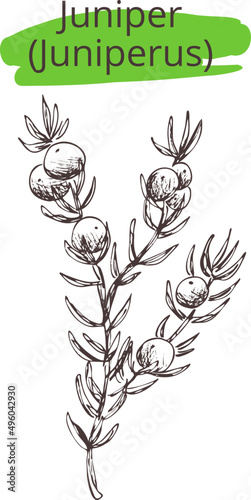 Vector illustration of Juniper twig (Juniperus). Vintage drawing. Graphic sketch silhouette on transparent background. Eps image for package design pharmacy oil, medicines, label, logo,cosmetics