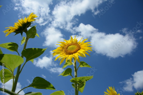 sunflower on blue sky