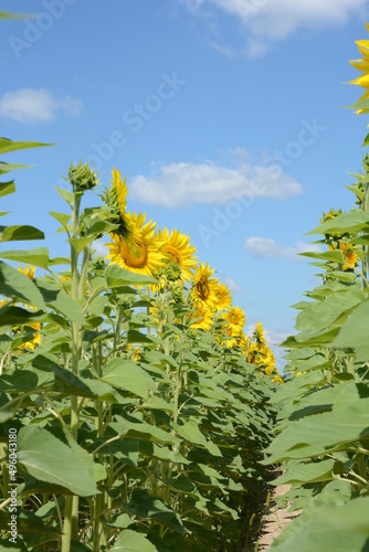 sunflowers in the field