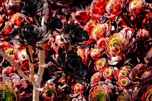 The black flower against a red garden.