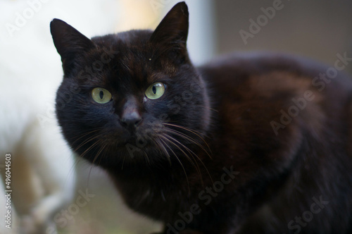 丸い瞳でこちらを見つめる野生の黒猫 © ryo96c