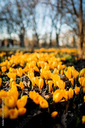 The first beautiful yellow crocuses blooming in the spring garden, in park in sunset. Defocused © Viesturs