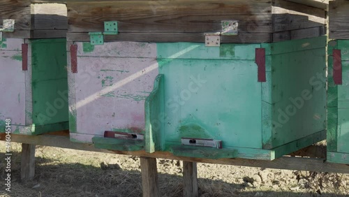 Wallpaper Mural A row of bee hives on a sunny day with bees flying near them. Torontodigital.ca