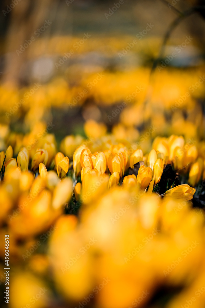 The first beautiful yellow crocuses blooming in the spring garden, in park in sunset. Defocused
