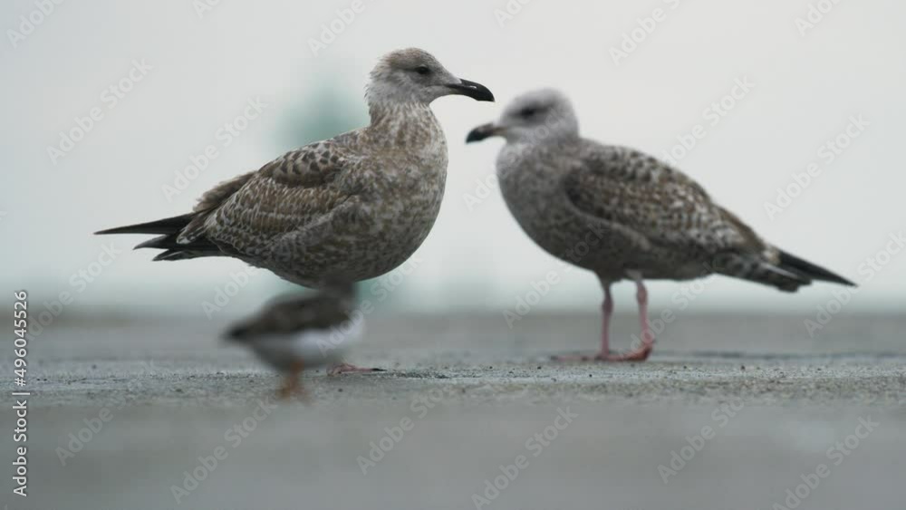 Seagull pair on concrete surface looking towards camera in rain - static