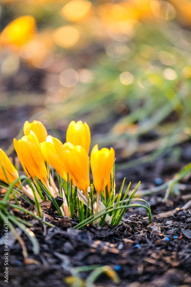 Foto The first beautiful yellow crocuses blooming in the spring garden, in park in sunset