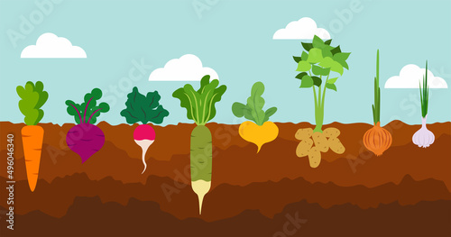 Vegetable garden banner. Organic and healthy food. Poster with root veggies. Plants showing root structure below ground level, veggies growing and planting. Flat style, vector illustration