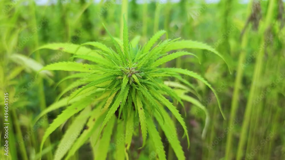 SLOW MOTION CLOSE-UP: Sun shining trough cannabis leafs and narcotic buds in illegal narco plantation. Medicinal cannabis field cultivation. Illegal narco weed plantation growing outdoors under sun SLOW MOTION CLOSE-UP: Sun shining trough cannabis leafs and narcotic buds in illegal narco plantation. Medicinal cannabis field cultivation. Illegal narco weed plantation growing outdoors under sun