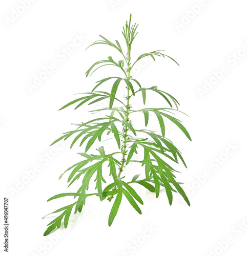Artemisia vulgaris L, Sweet wormwood, Mugwort or artemisia annua branch green leaves on white background.