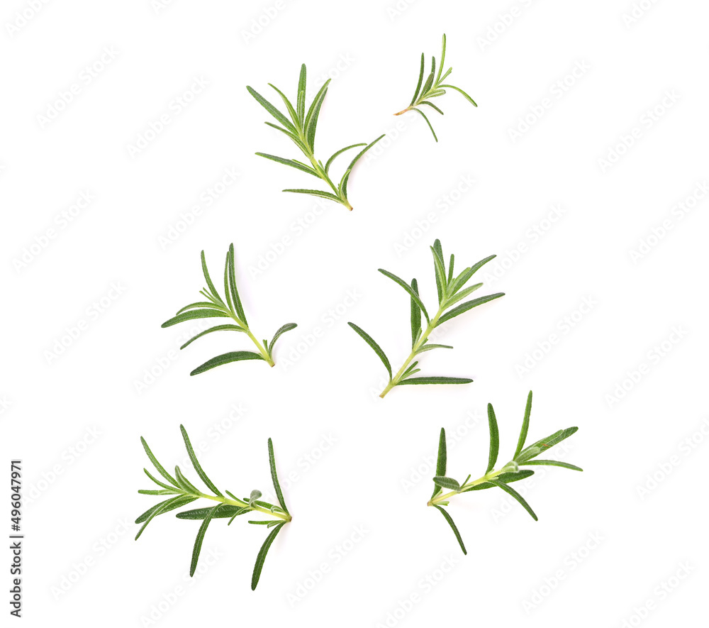 Rosemary on white background, Top view.