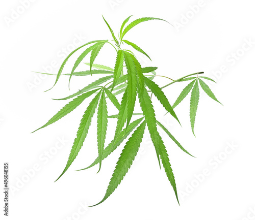Green marijuana or cannabis sativa leaf isolated on white background