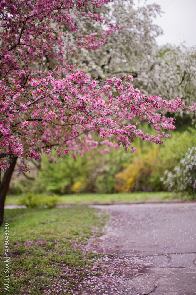 Pink blooming sacura tree in park