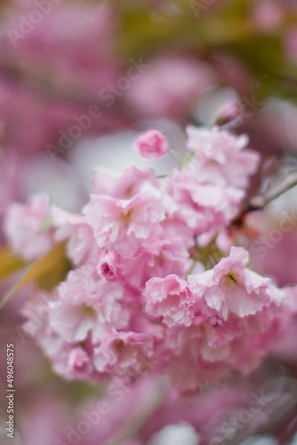 Pink sacura flower blossom close up