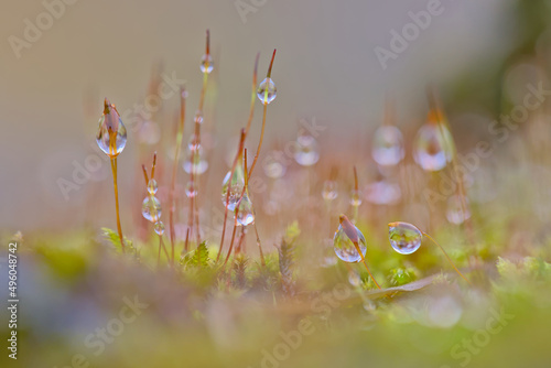 moss covered in dew drops