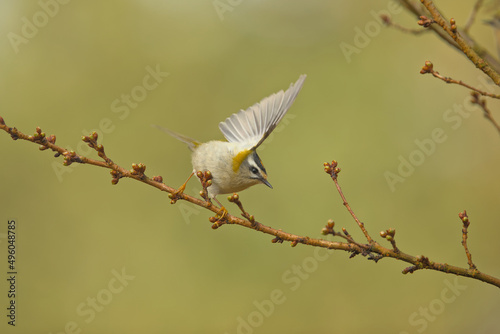 summer goldcrest taking off