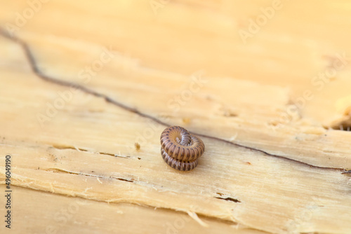 Vurled up centipede on rotting wood