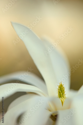 Magnolia blossom detail