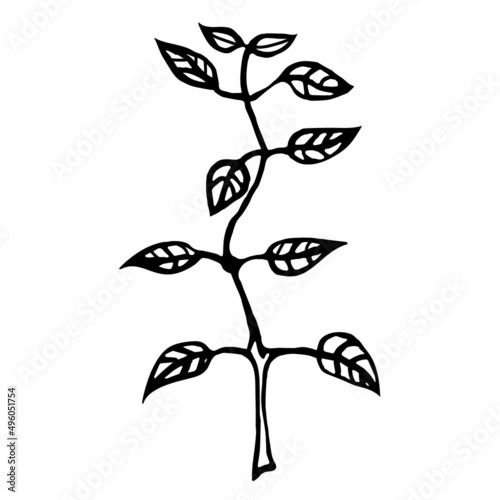 A small plant with leaves on a white background.Vector illustration in doodle style.