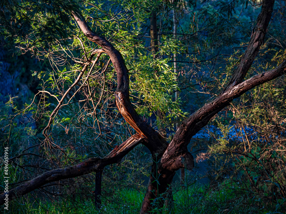 Broken Tree Broken Tree