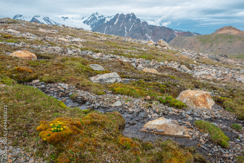 Vivid sunlit landscape with small yellow buttercup flowers among mosses and grasses near clear mountain stream with view to large snow mountain range in cloudy sky. High mountain flora in sunlight.