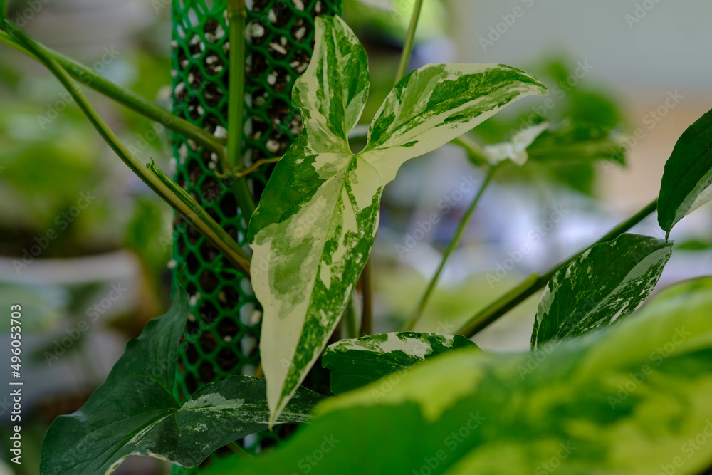 Syngonium podophyllum albo variegatum plant beautiful leaf pattern Syngonium podophyllum albo variegatum plant beautiful leaf pattern