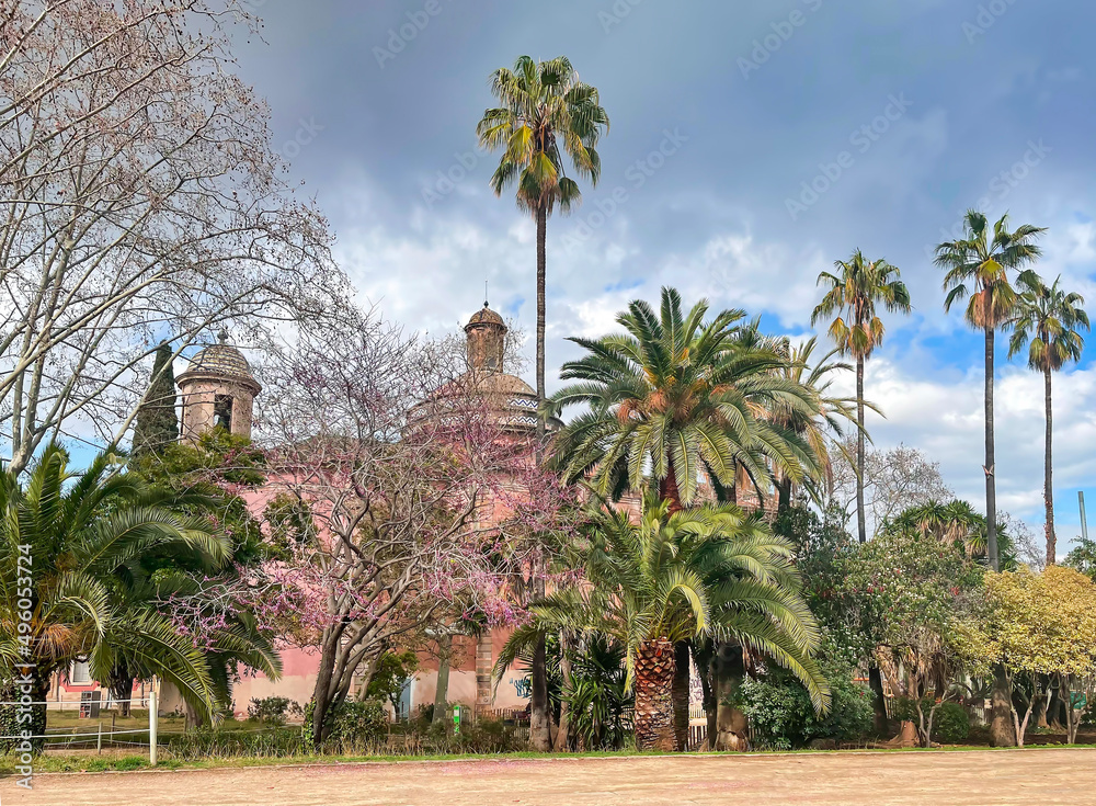 Beautiful mixed park with Jacaranda Tree with purple flower blooms during spring and tall palms in Barcelona, Spain