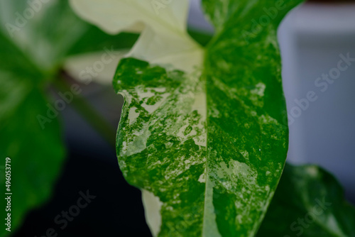 Syngonium podophyllum albo variegatum plant beautiful leaf pattern photo