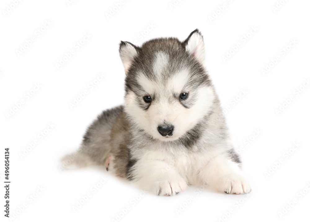 Thoroughbred Alaskan Malamute puppy isolated on a white background