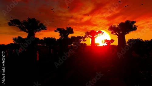 Beautiful Baobab trees at sunset at the avenue of the baobabs in Madagascar