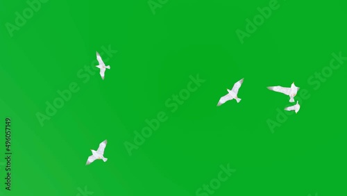 Seagull flying against green background